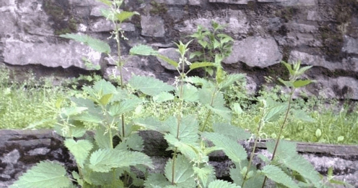 Urzicile – o hrană preferată a oamenilor preistorici?