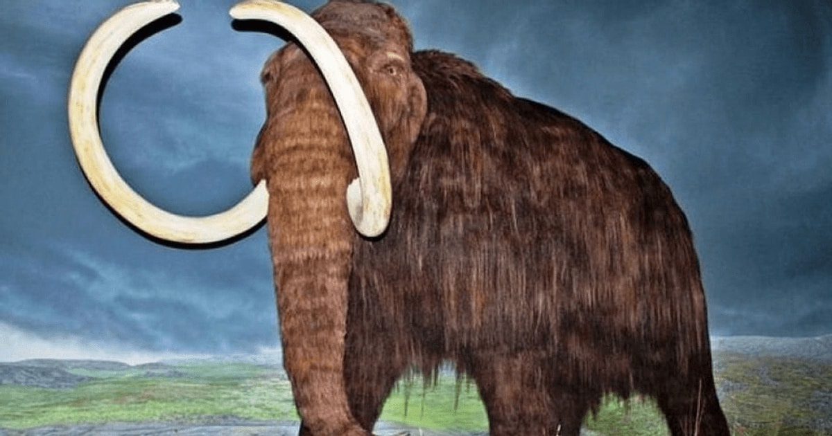 Dispariţia mamuţilor rămâne un mister al evoluţiei
