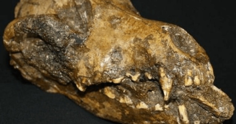 Au fost descoperite rămăşiţele unor câini preistorici