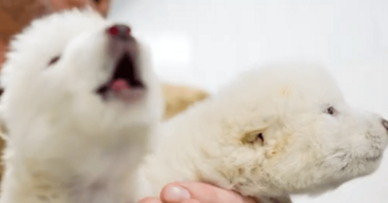 O specie de lup dispărută acum 10.000 de ani, „readusă la viață”