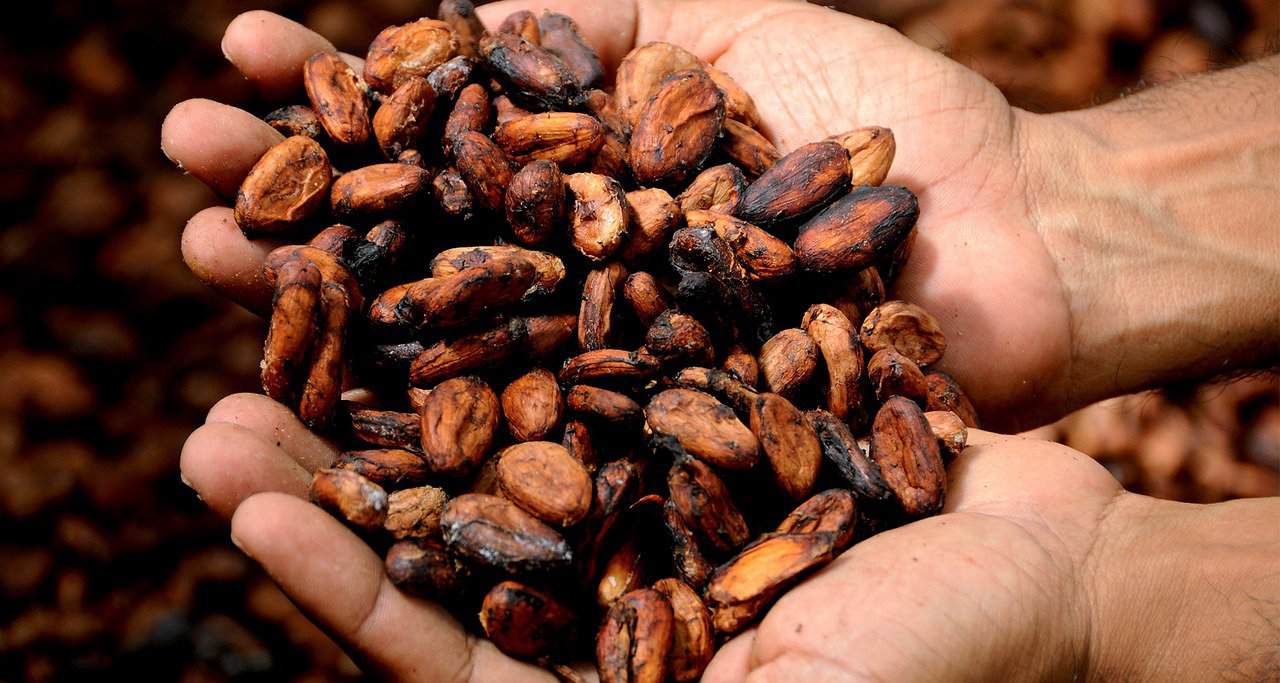 Ciocolata rămâne scumpă – recoltă dezamăgitoare de cacao în Africa de Vest