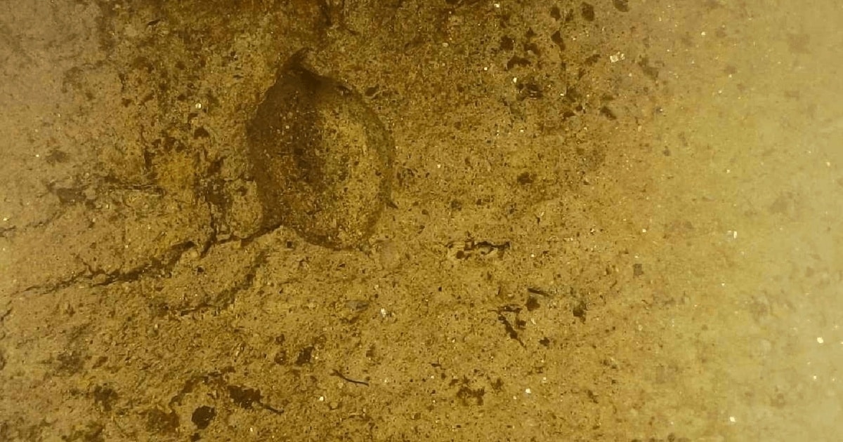 Amprenta unei semințe de acum aproape 2.500 de ani, descoperită în Neamț
