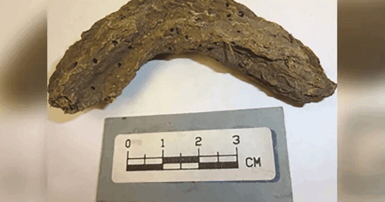 Excremente umane vechi de 1.300 de ani, analizate de oamenii de știință