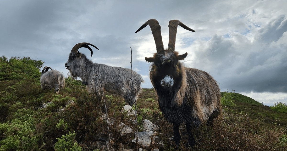 Din Epoca Bronzului până astăzi: Istoria de 3.000 de ani a caprei irlandeze