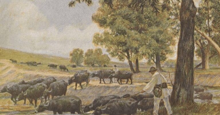 Aventurile neobișnuite ale unei bivolițe cu o stea în frunte, după cedarea Cadrilaterului