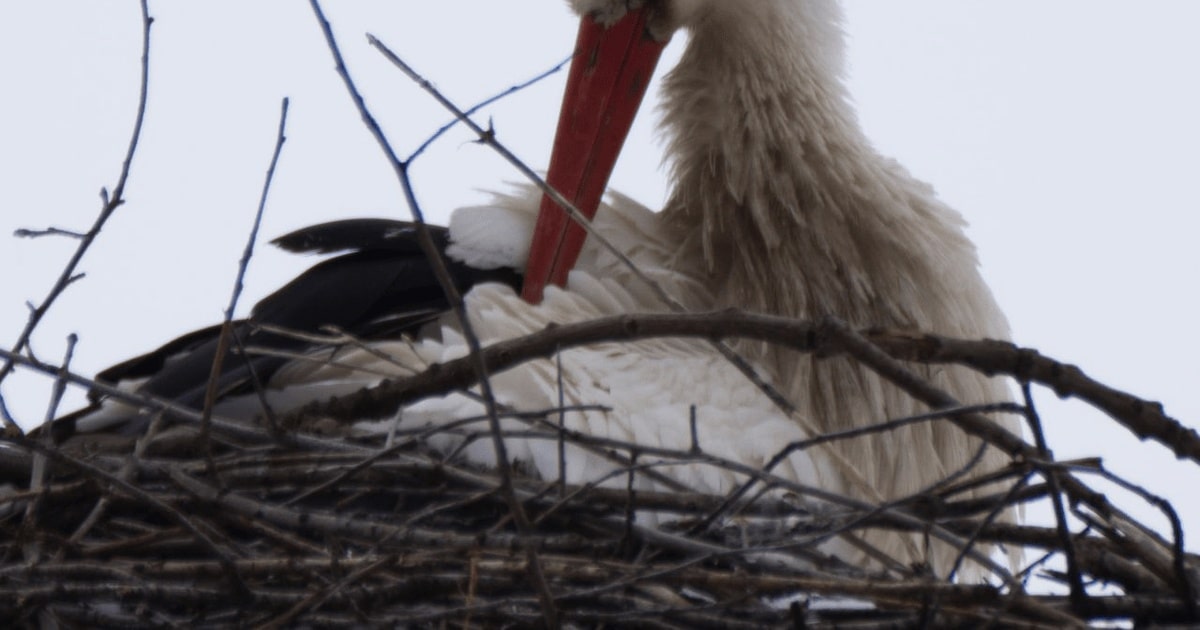 Migrația berzelor, detecția și arheologia – o poveste despre descoperiri neașteptate